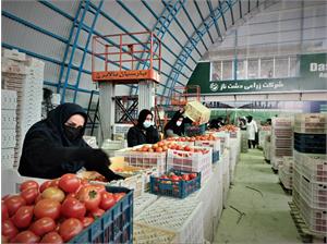 فاز ۲ مجتمع گلخانه‌ای هیدروپونیک دشت‌ناز