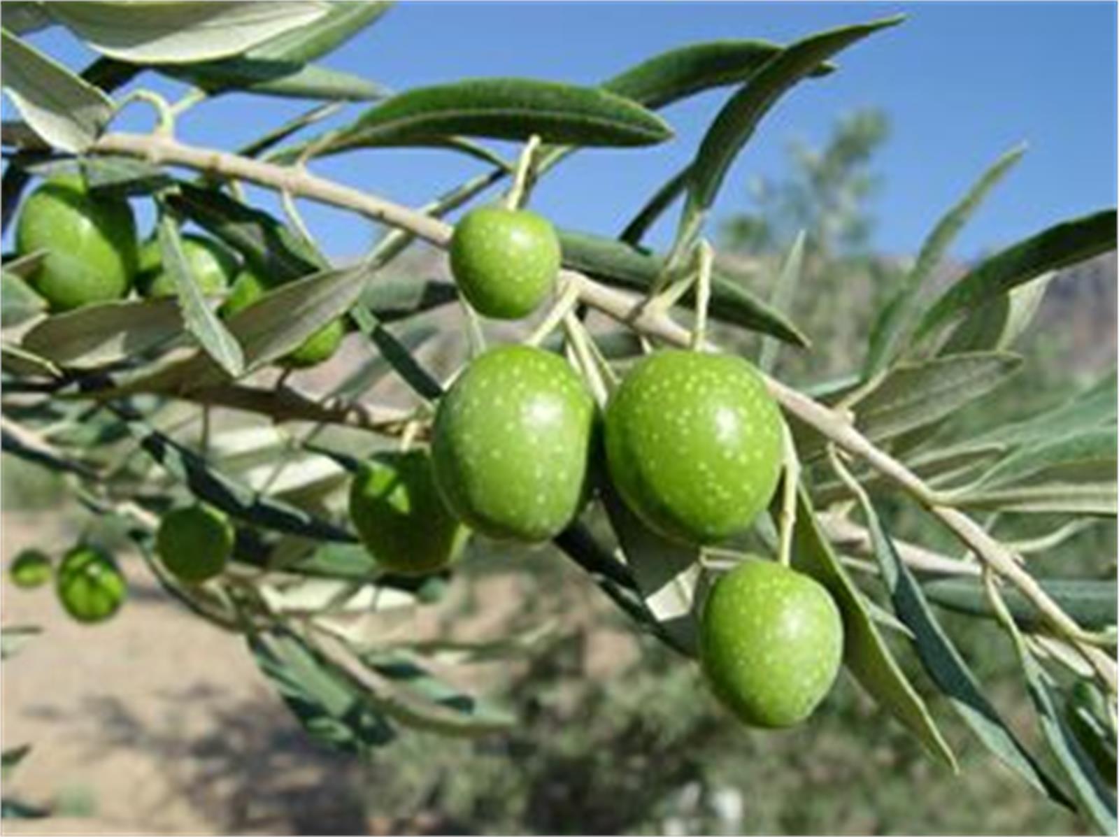 آگهی مزایده فروش محصول سردرختی زیتون سال 1394