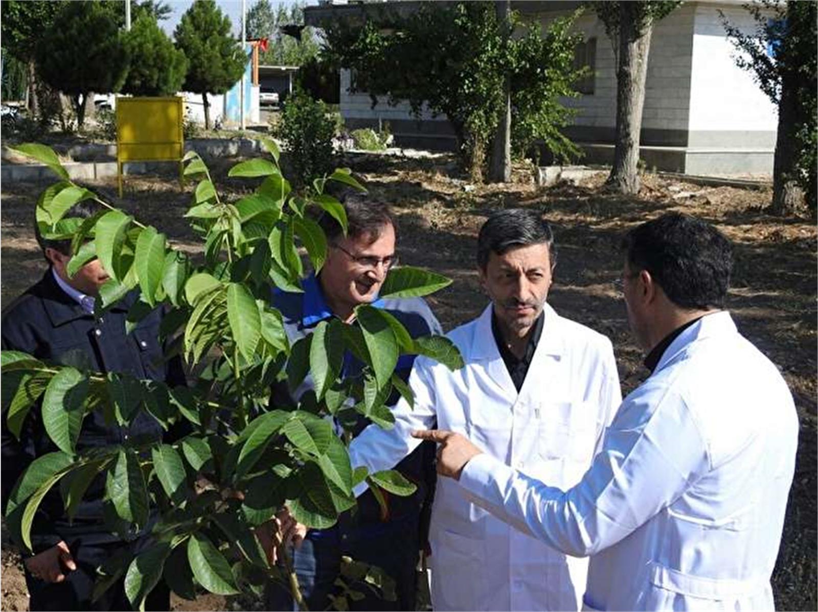 خودکفایی در تولید پیوندک گردو با تلاش کشاورزان ایرانی محقق شد